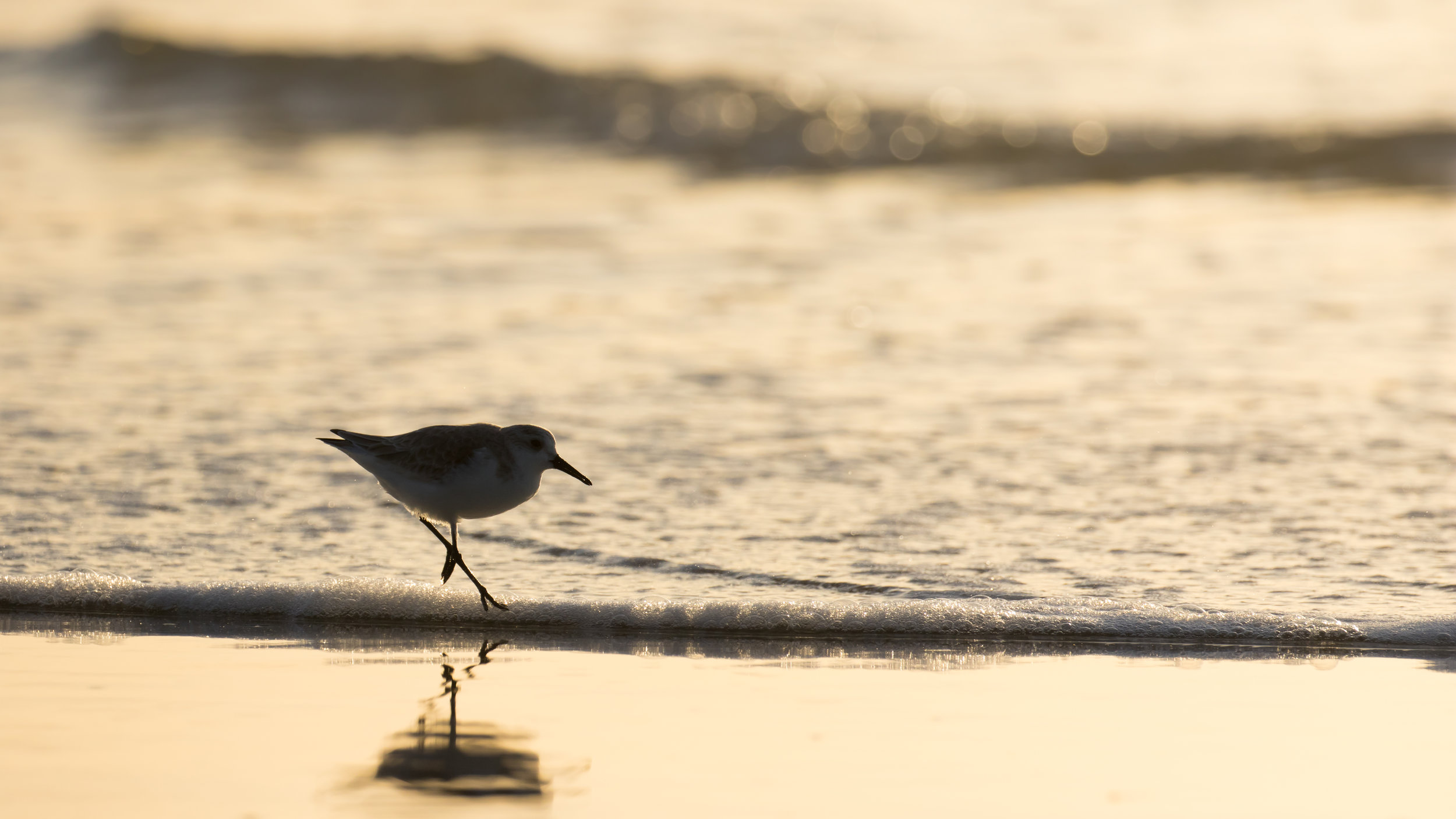 / Sanderling On The Run \