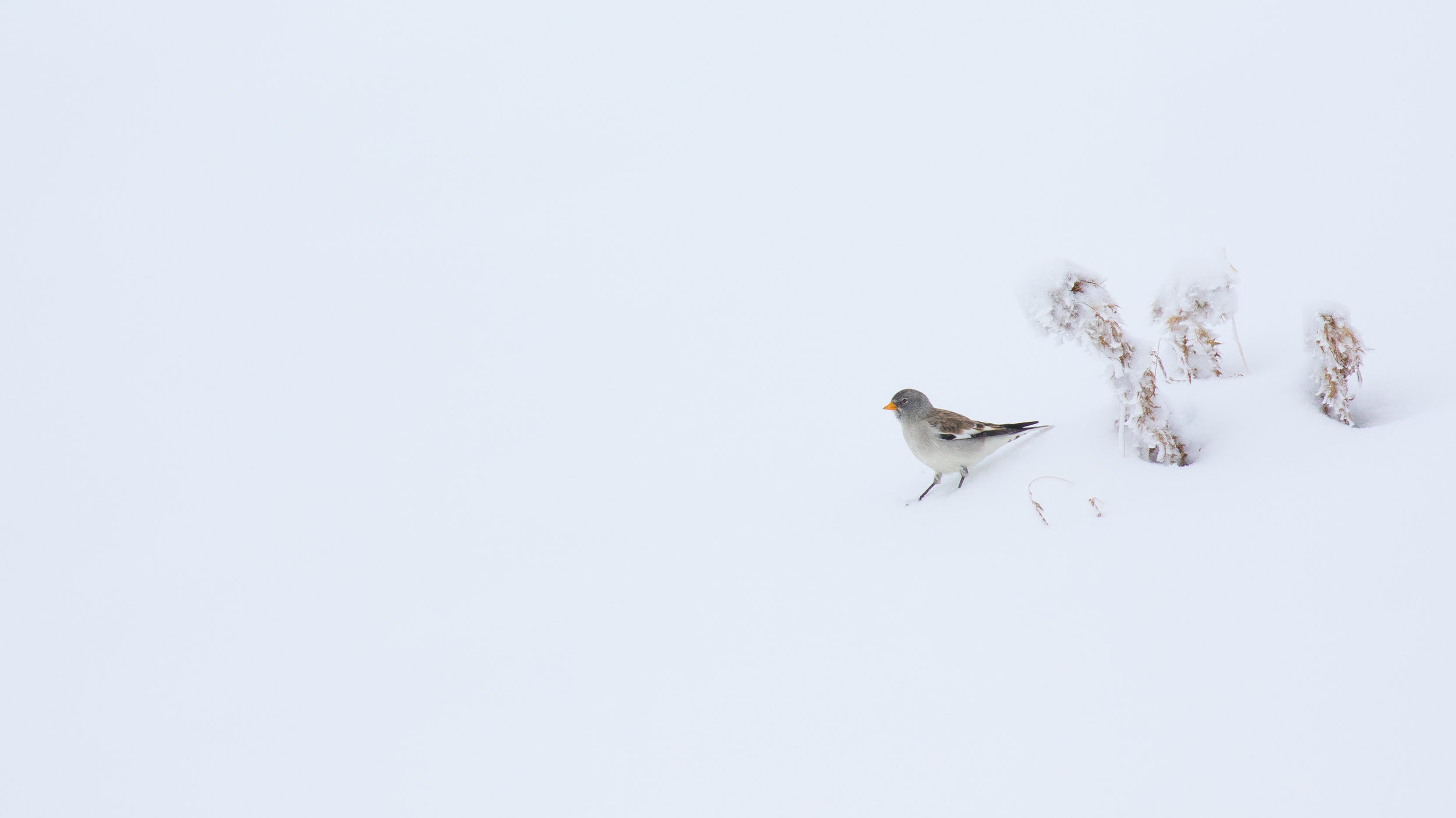 / Moineau Des Cimes \