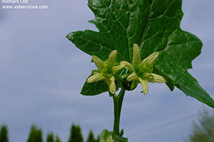 White Bryony