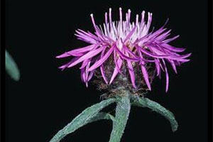 Meadow Knapweed
