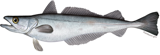 Hake, Silver (Whiting)