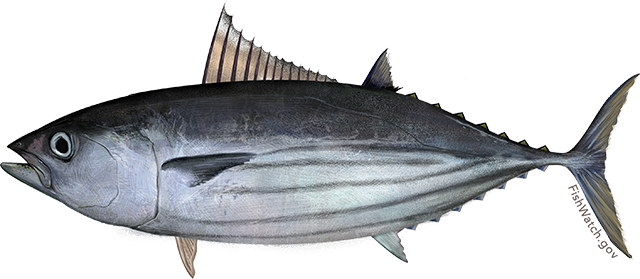 Tuna, Skipjack