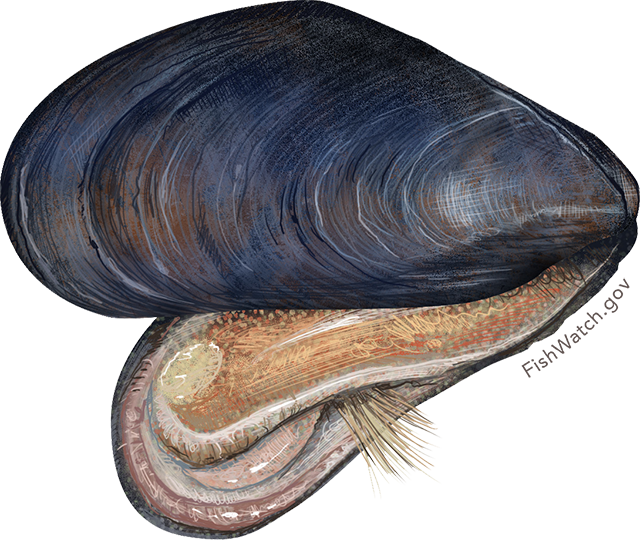Mussel, Blue