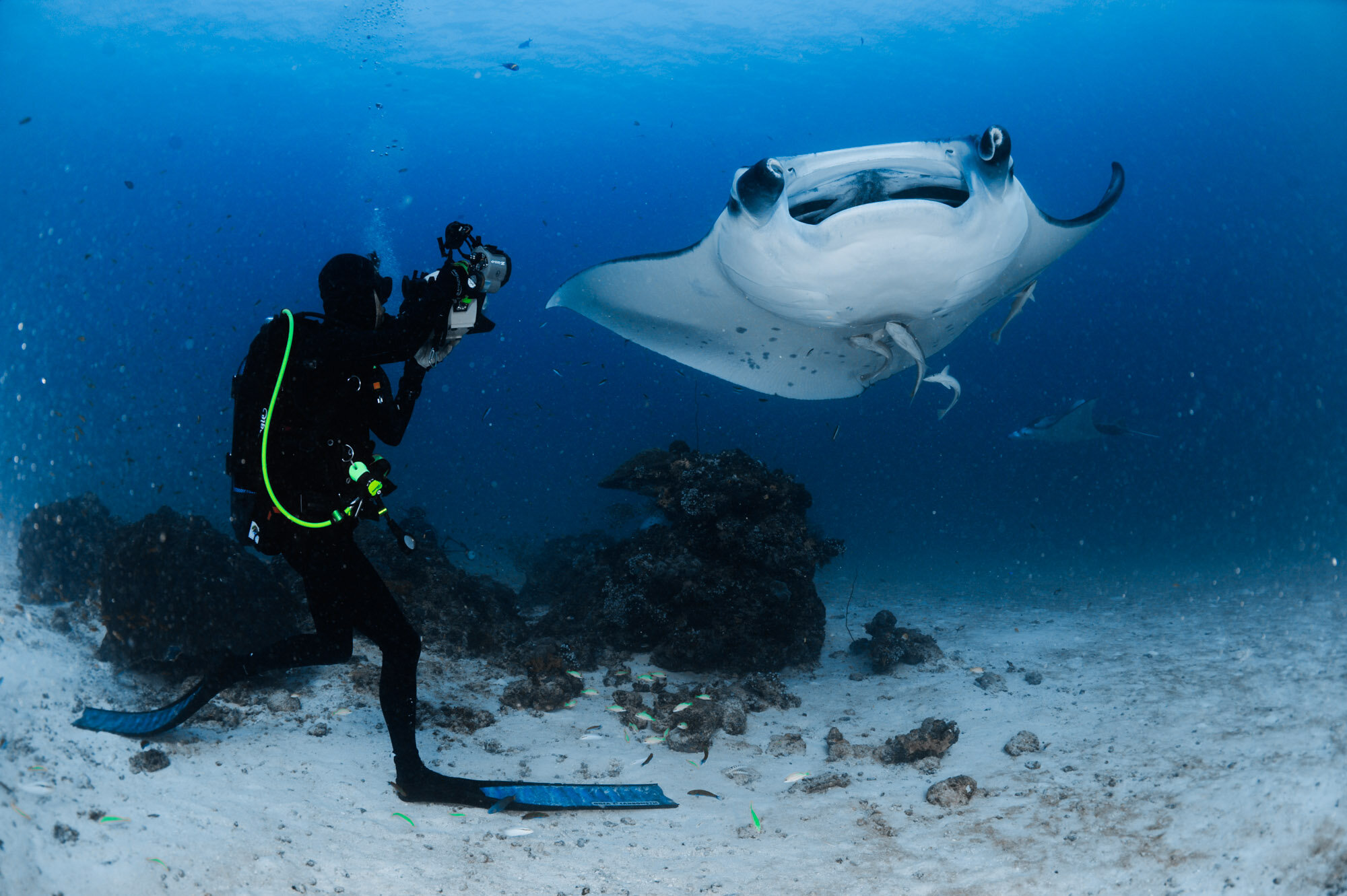 Reef Manta Ray & Photographer, Sunlight Faru, North Male Atoll, Maldives © Guy Stevens, MT 2011.jpg