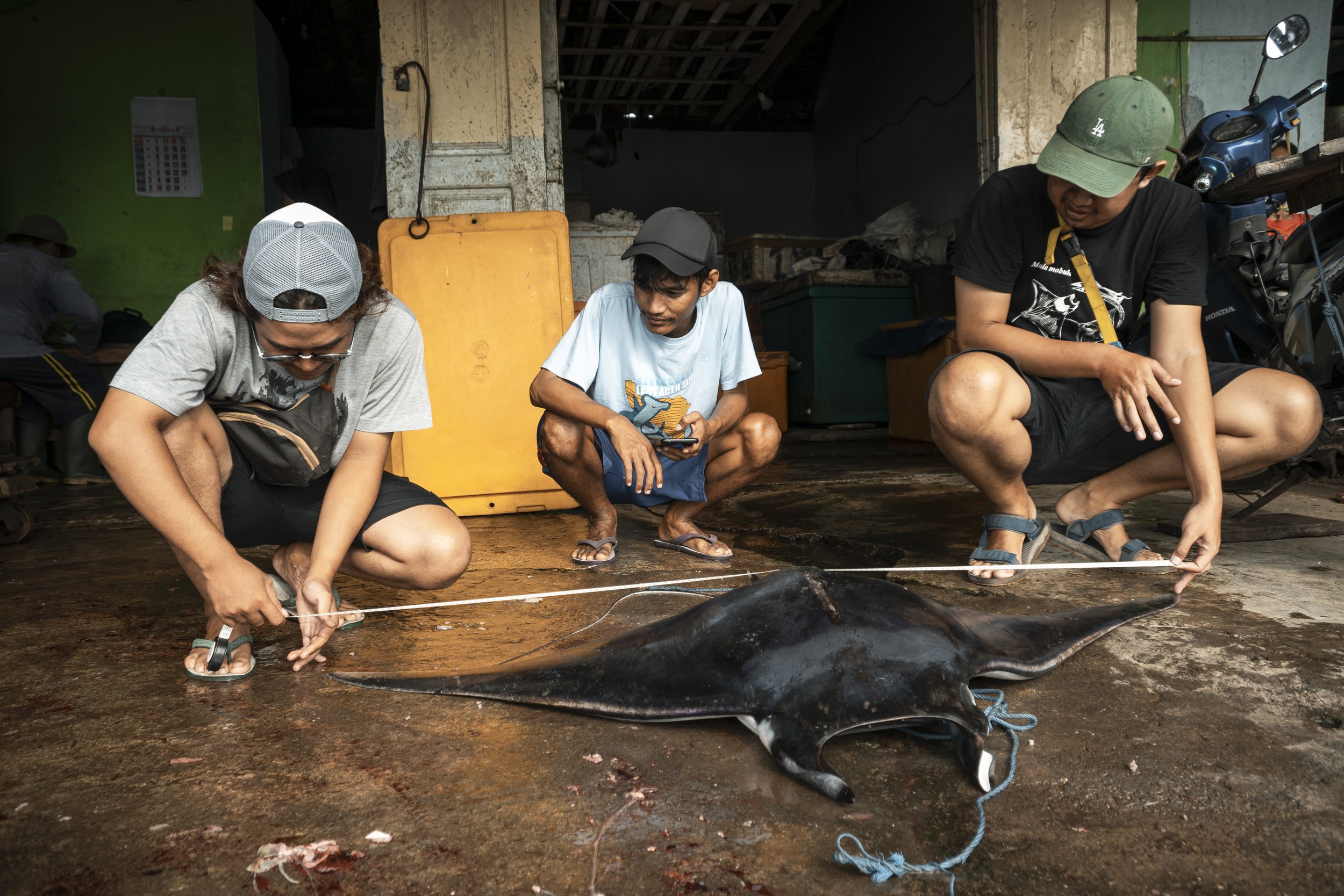 Bentfin Devil Ray Landing_Muncar, Indonesia_2024_Jasmine Corbett-5-2.jpg