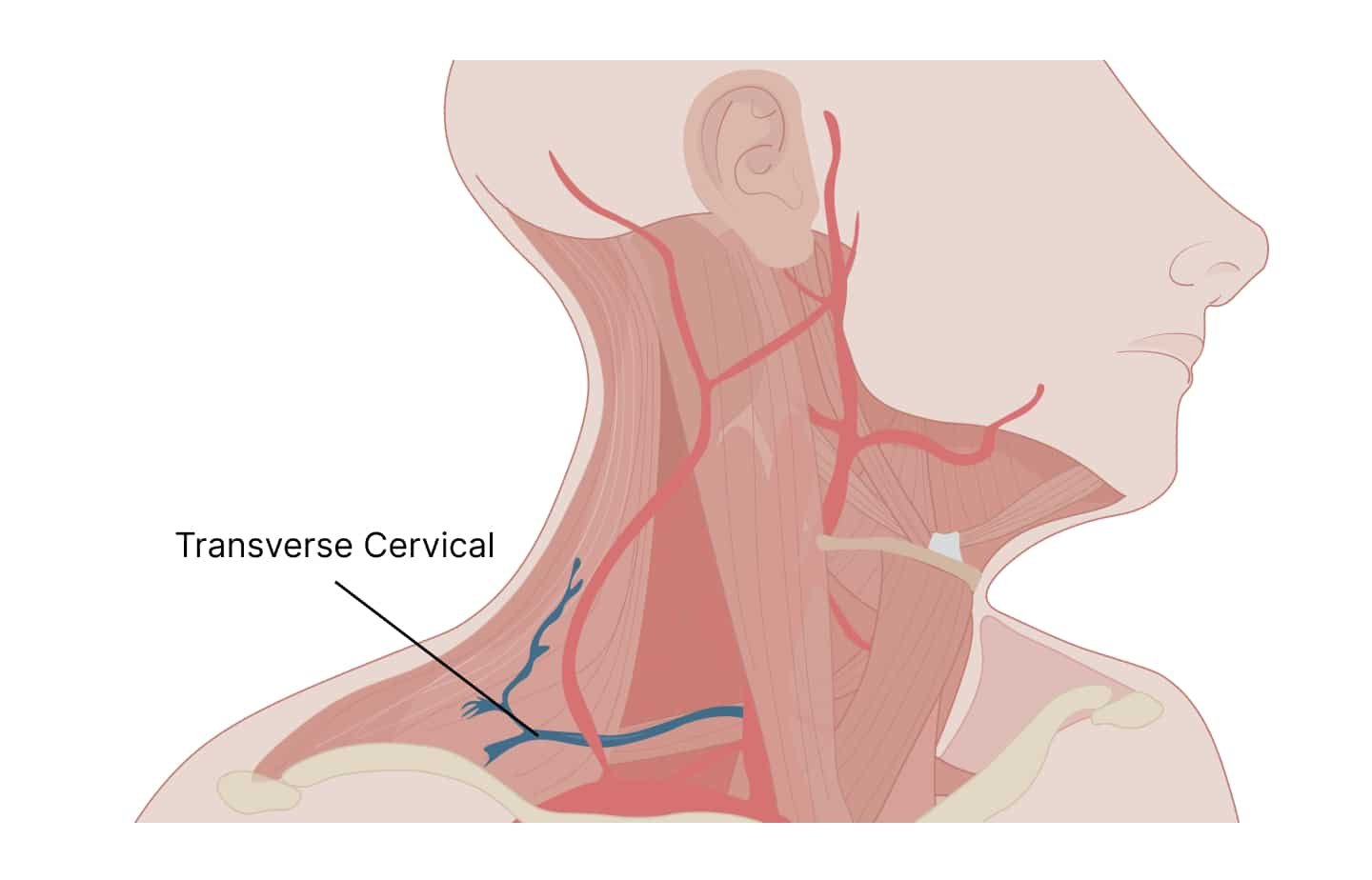 5/13/25: Superficial Cervical Plexus Block
