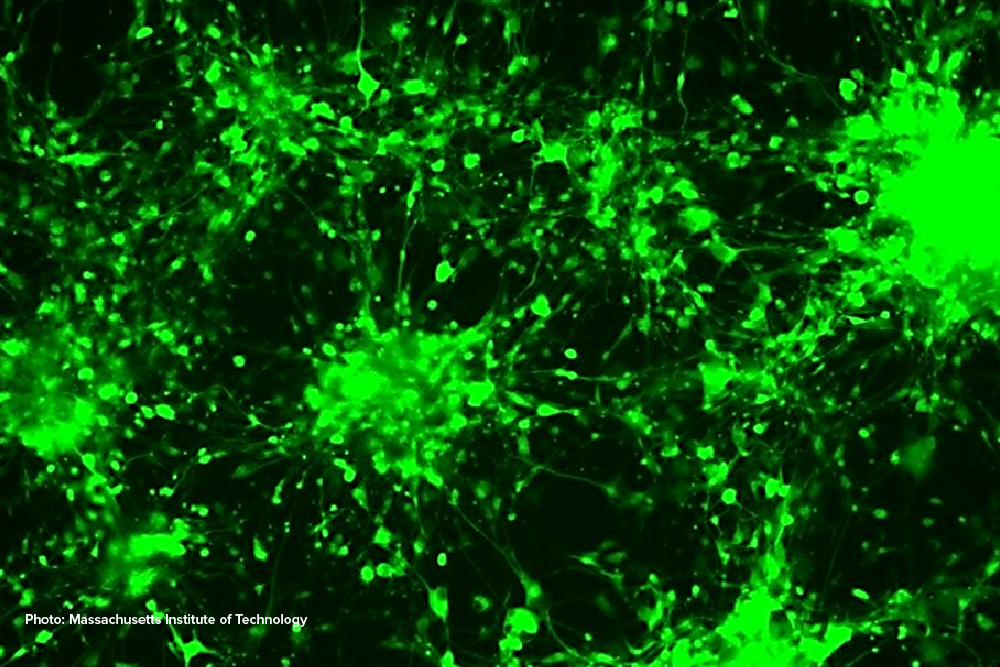 Cell Fate Programming