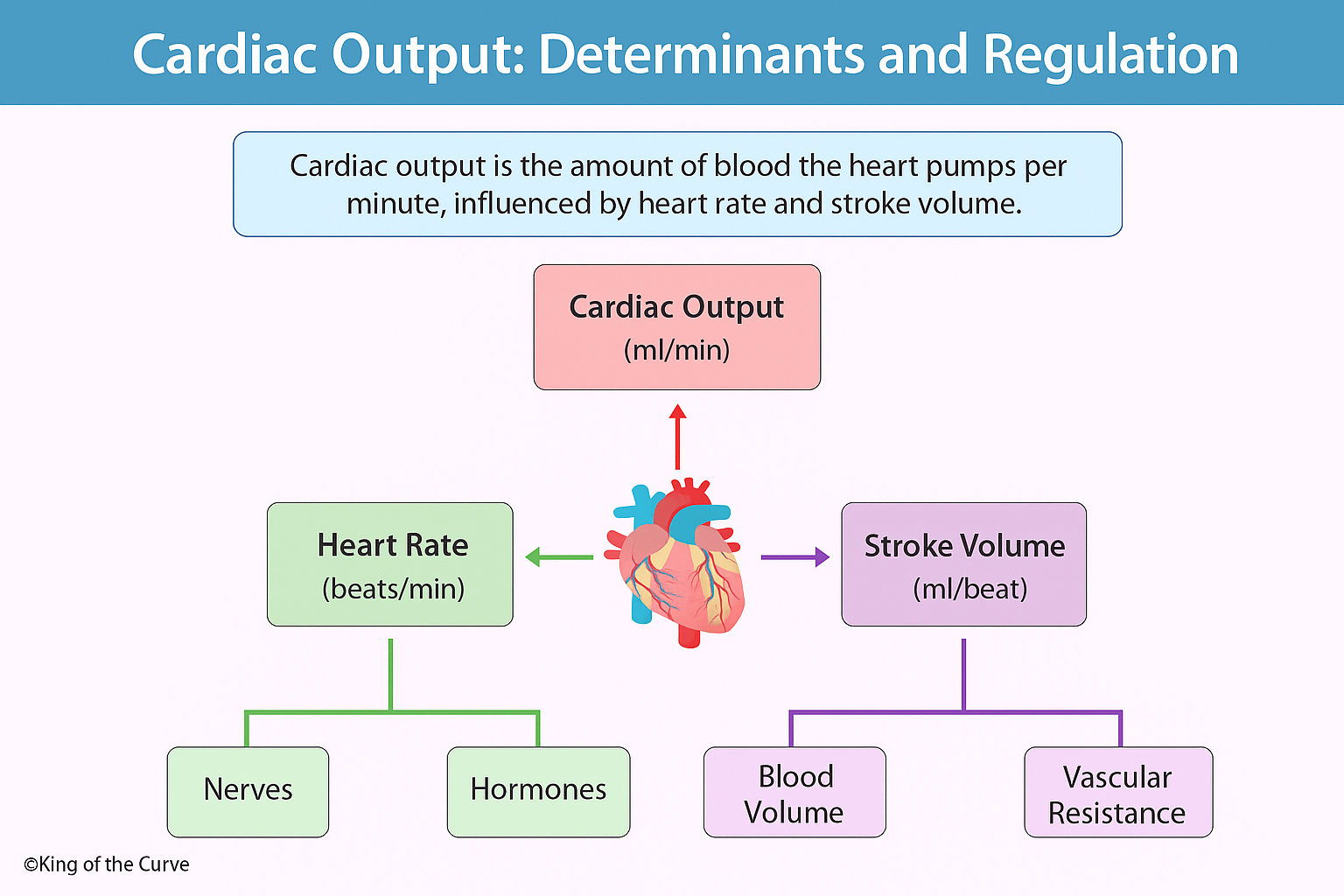 ❤️ Cardiac Output: How Your Heart Keeps Up the Flow