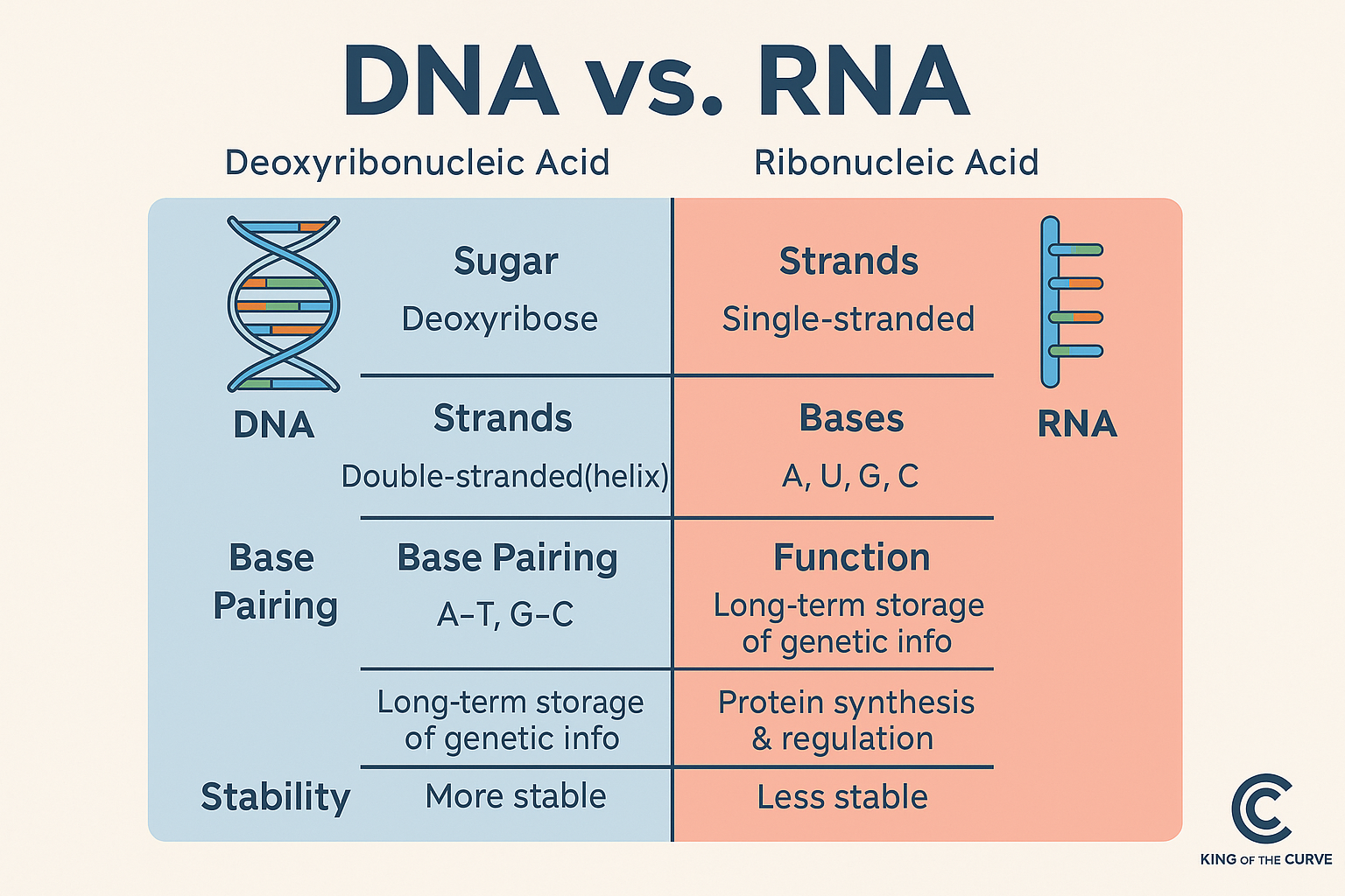 🧬 DNA vs. RNA — Key Differences You Must Know